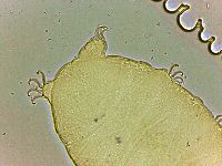 Bryodelphax parvulus image