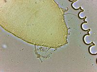 Bryodelphax parvulus image