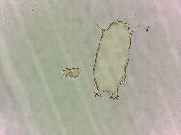 Bryodelphax tatrensis image