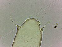 Bryodelphax tatrensis image
