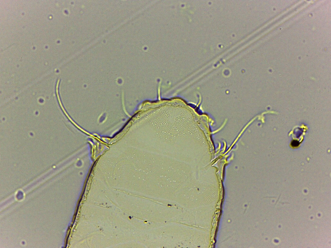 Bryodelphax tatrensis image