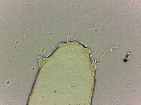 Bryodelphax tatrensis image