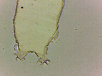 Bryodelphax tatrensis image