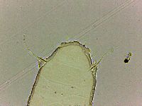 Bryodelphax tatrensis image