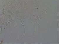 Adropion scoticum image