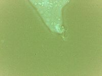 Echiniscoides sigismundi image