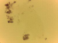 Echiniscoides sigismundi image