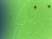 Echiniscoides sigismundi image