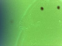 Echiniscoides sigismundi image