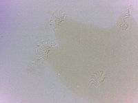 Echiniscoides sigismundi image