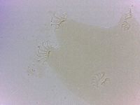 Echiniscoides sigismundi image