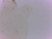 Echiniscoides sigismundi image