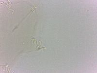 Echiniscoides sigismundi image