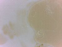 Echiniscoides sigismundi image
