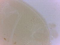 Echiniscoides sigismundi image