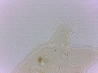 Echiniscoides sigismundi image