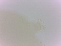Echiniscoides sigismundi image