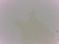 Echiniscoides sigismundi image