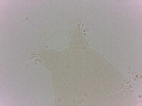 Echiniscoides sigismundi image