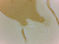 Echiniscoides sigismundi image