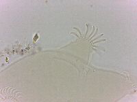 Echiniscoides sigismundi image