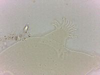 Echiniscoides sigismundi image