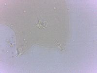 Echiniscoides sigismundi image