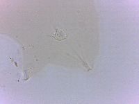 Echiniscoides sigismundi image