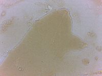 Echiniscoides sigismundi image