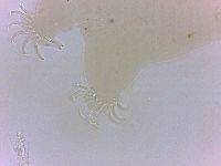 Echiniscoides sigismundi image