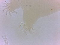 Echiniscoides sigismundi image