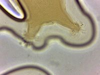 Echiniscoides sigismundi image