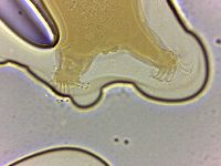 Echiniscoides sigismundi image
