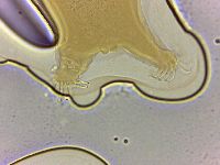 Echiniscoides sigismundi image