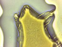 Echiniscoides sigismundi image