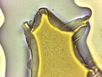 Echiniscoides sigismundi image
