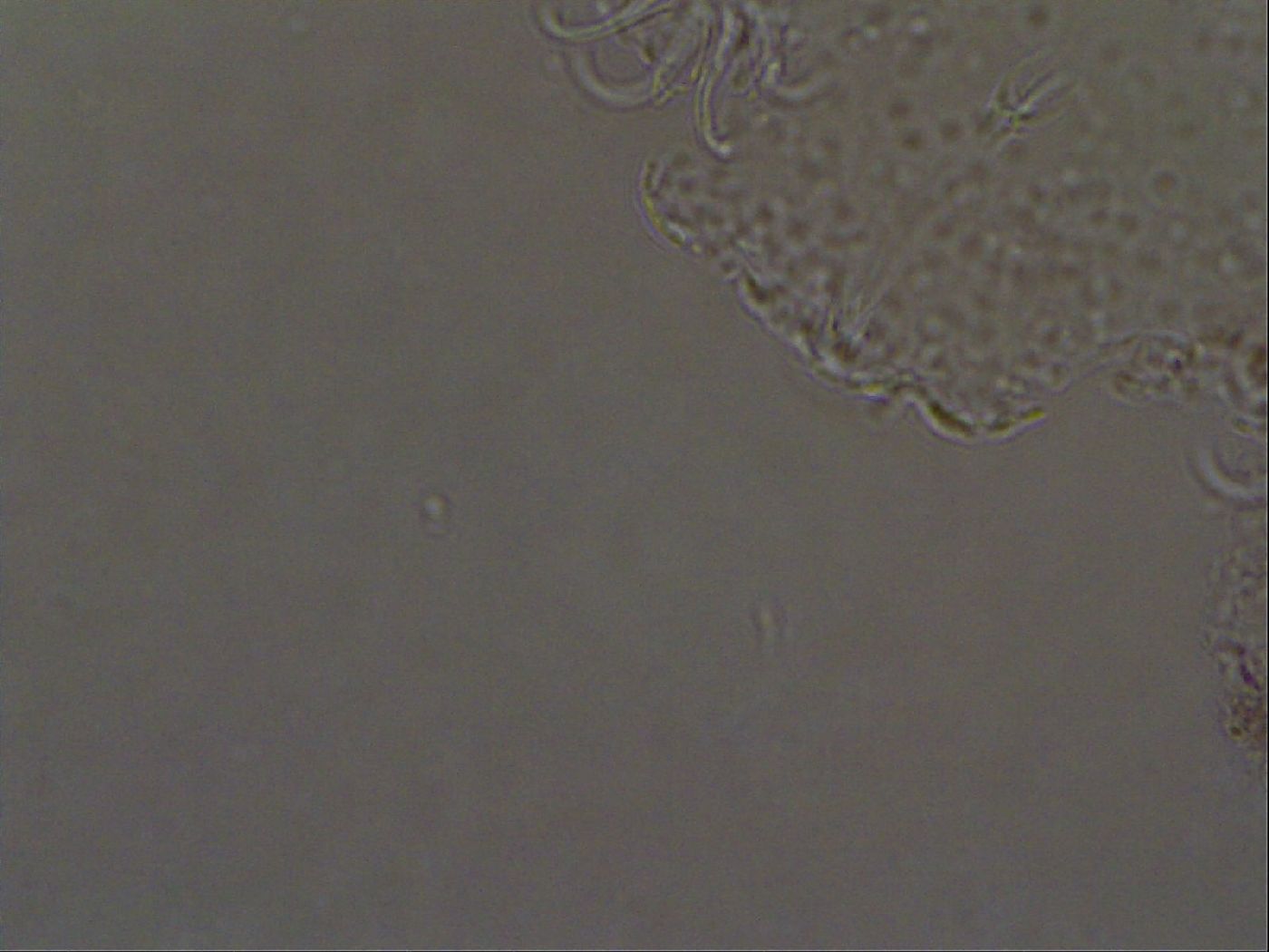 Echiniscoides sigismundi image