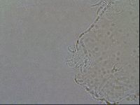 Echiniscoides sigismundi image