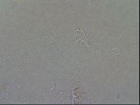 Echiniscoides sigismundi image