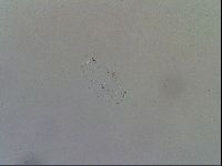 Echiniscoides sigismundi image