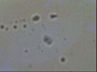 Echiniscoides sigismundi image