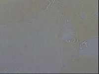 Echiniscoides sigismundi image