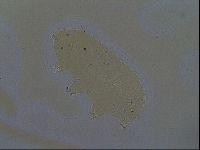 Echiniscoides sigismundi image
