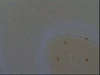 Echiniscoides sigismundi image
