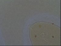 Echiniscoides sigismundi image