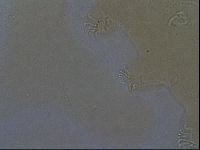 Echiniscoides sigismundi image