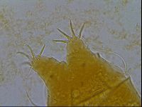 Echiniscus granulatus image