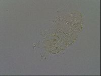 Echiniscus africanus image