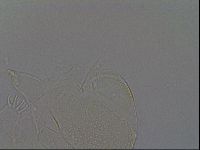 Echiniscus africanus image