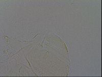 Echiniscus africanus image